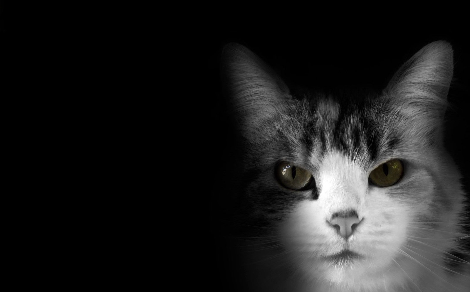 A cat resting in soft light against a dark background