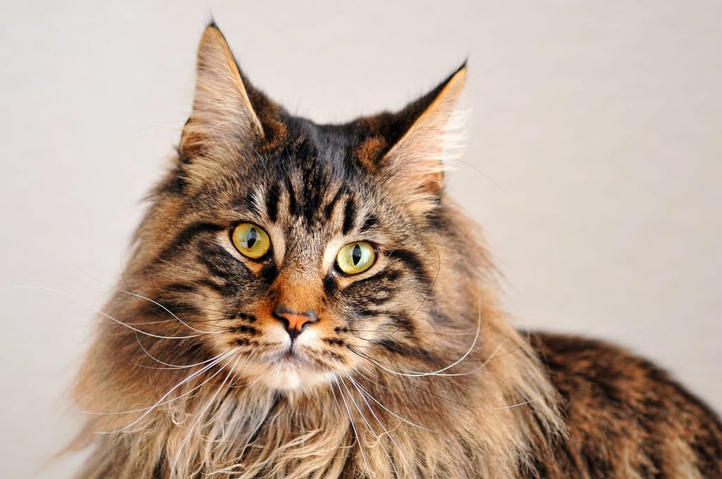 A long-haired cat with a heavy ruff looking to the side