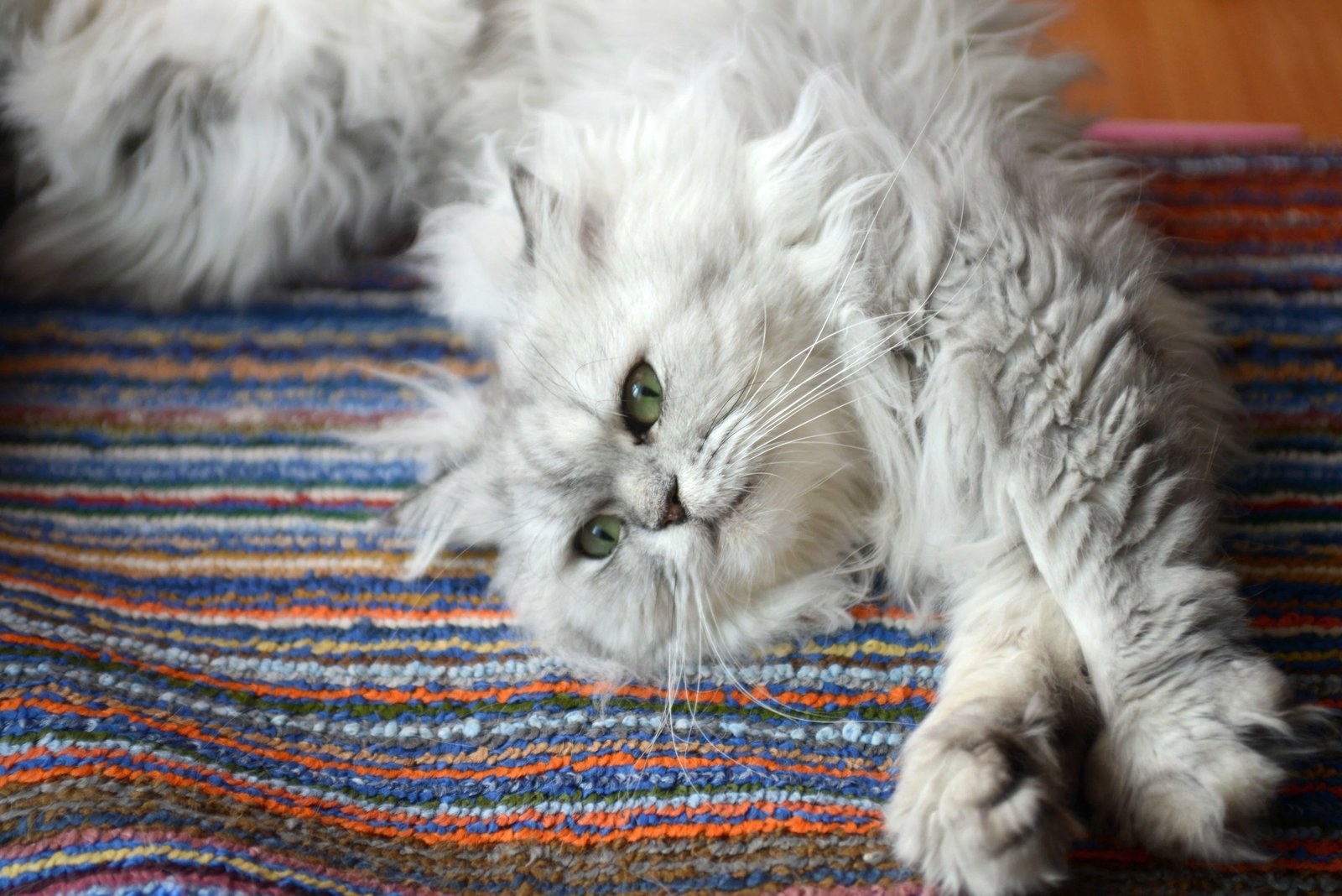A cream and white Persian cat, the breed Furry Feast began with