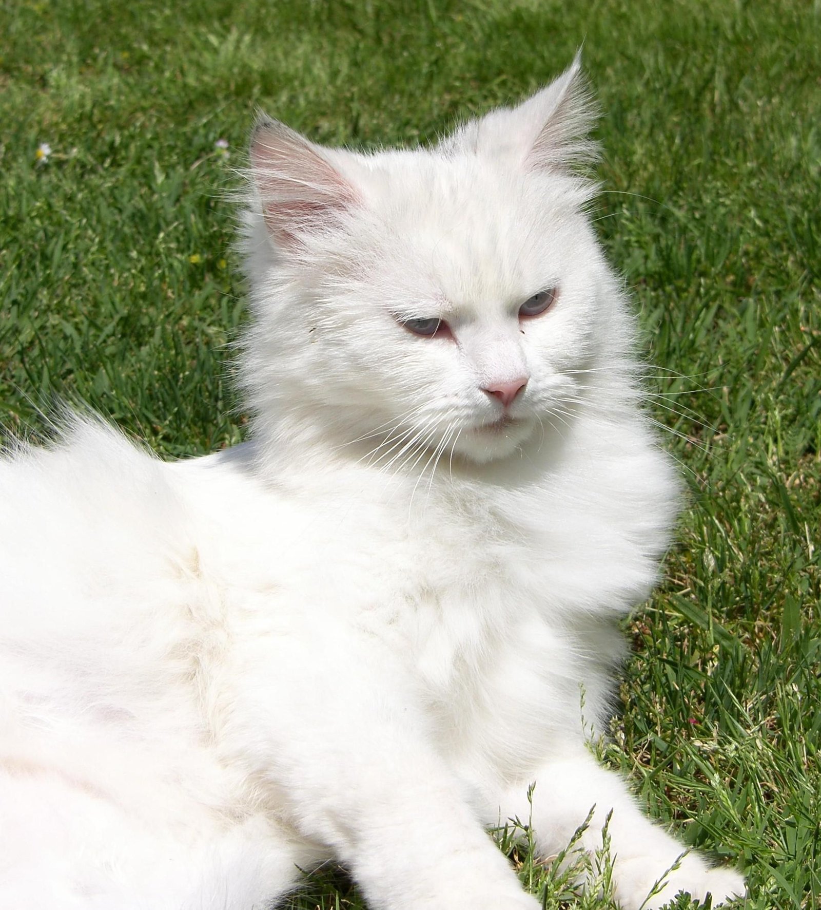 A Persian cat being groomed