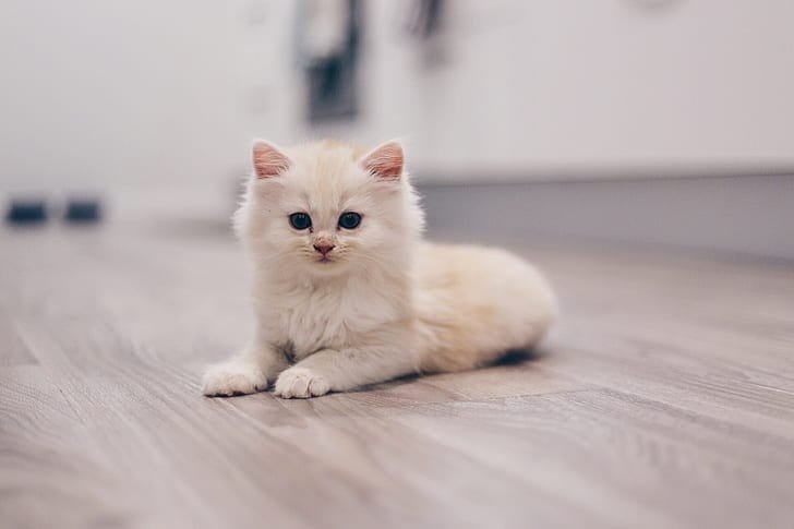 A white Persian kitten resting in warm daylight