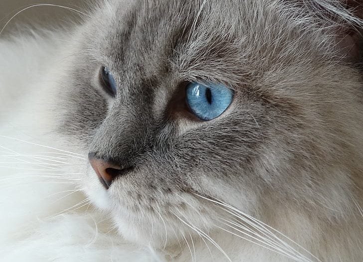 A blue-eyed Ragdoll cat looking calmly toward the camera