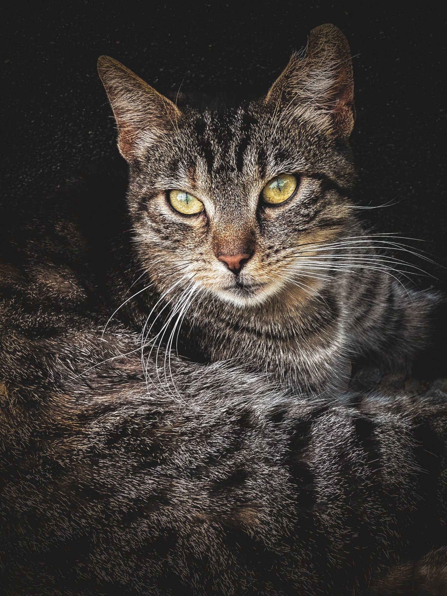 A resident tabby cat at the cattery